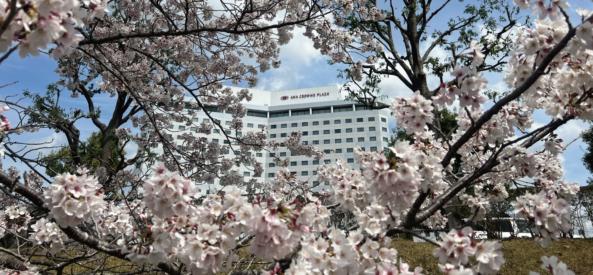 春休み限定🌸ブッフェイベント