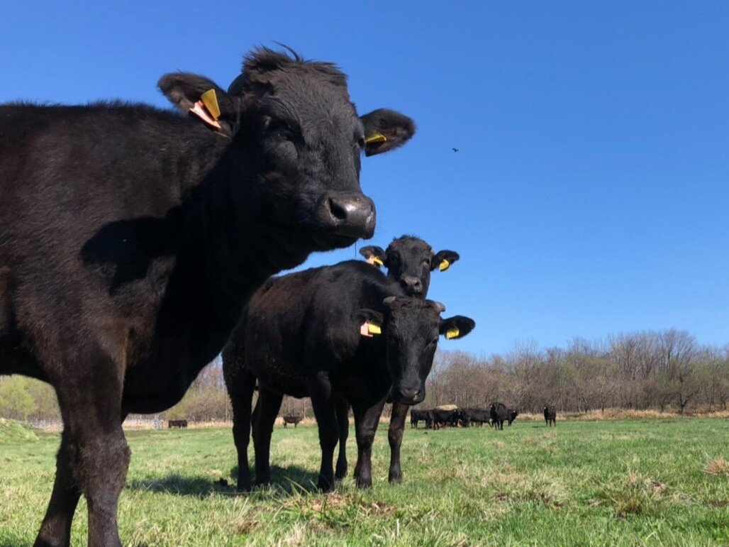 鉄板焼 菜里多│銘柄牛と旬の味覚が楽しめる「四季彩」